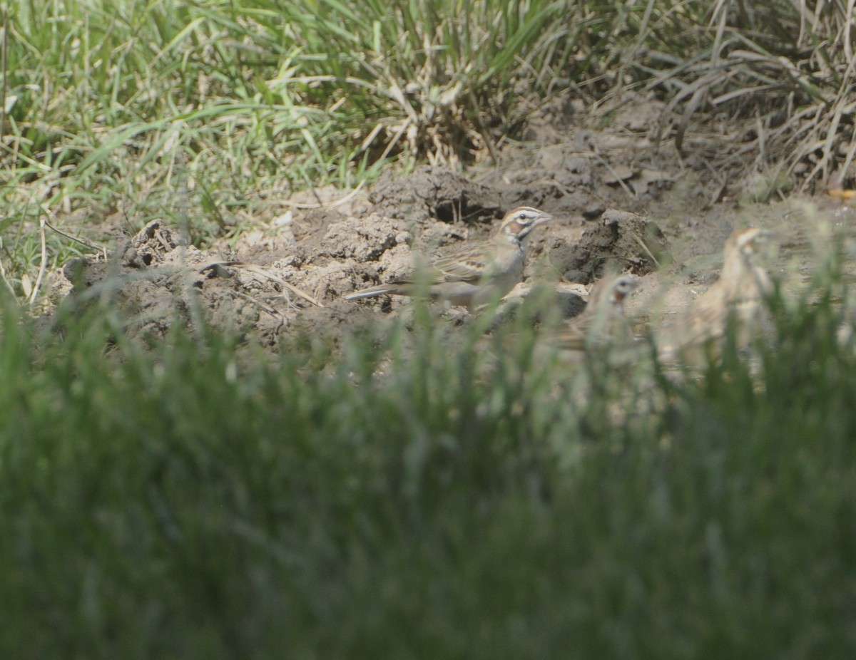 Lark Sparrow - Donna L Dittmann