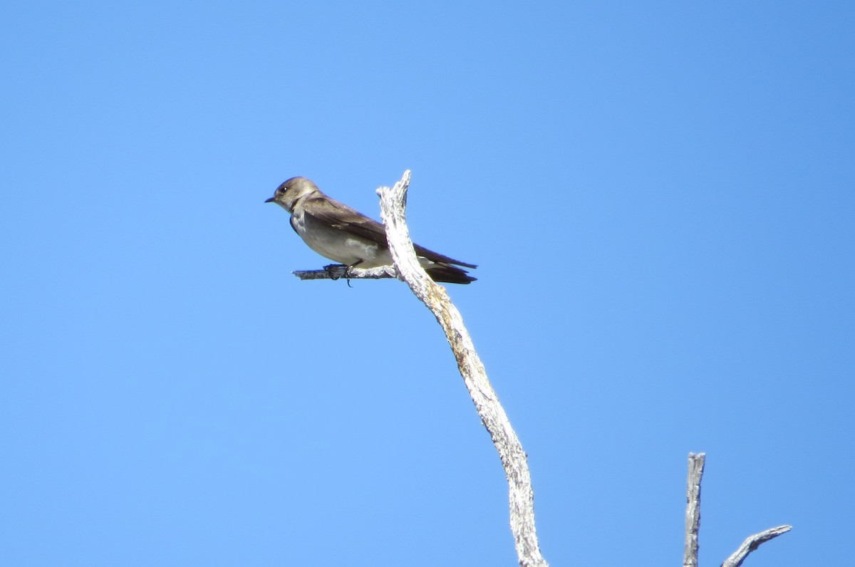 Northern Rough-winged Swallow - Alan Collier