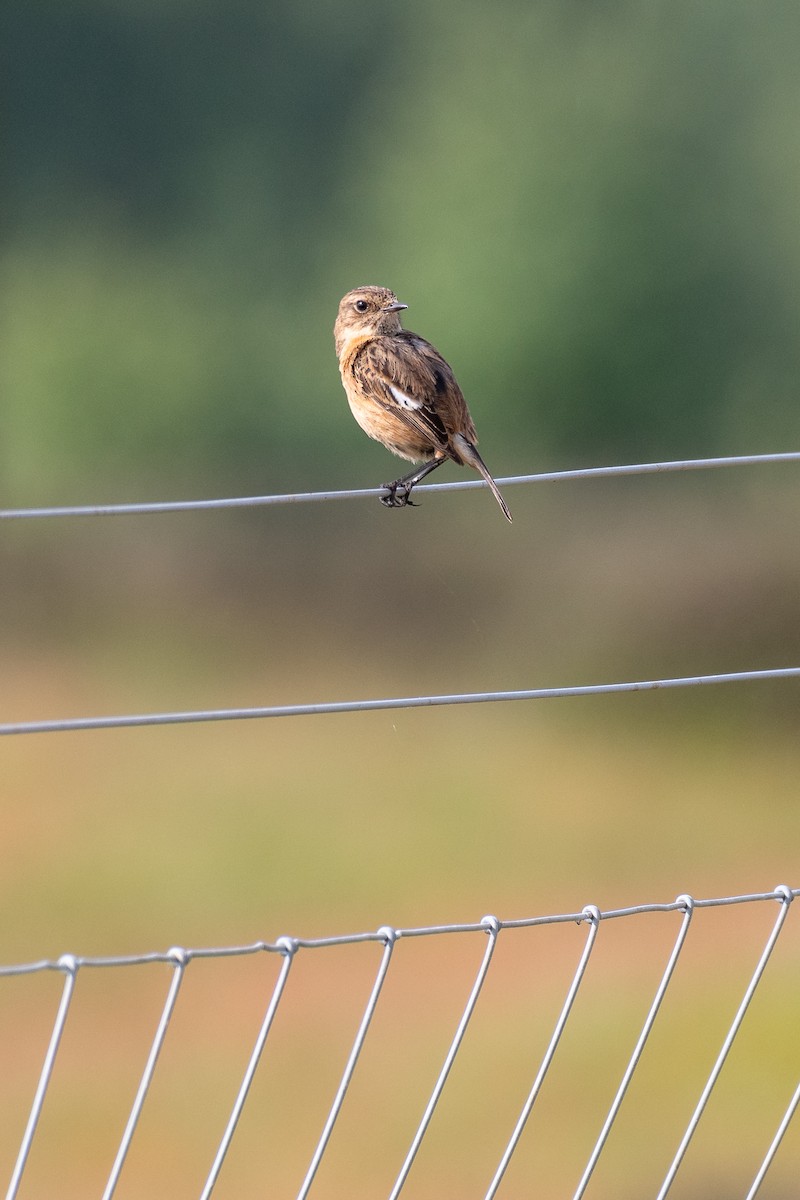 European Stonechat - ML619179062