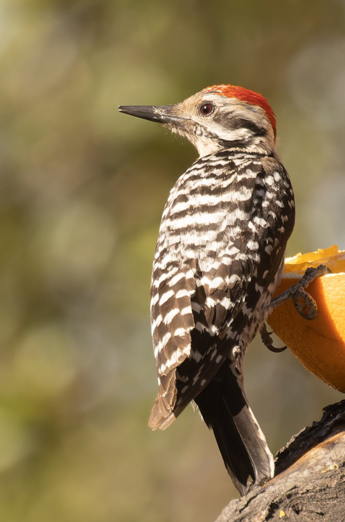 Ladder-backed Woodpecker - manuel grosselet