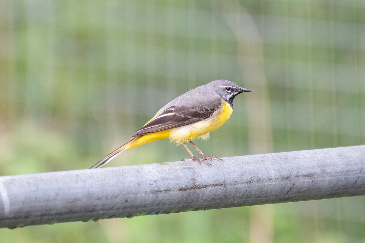 Gray Wagtail - ML619179072