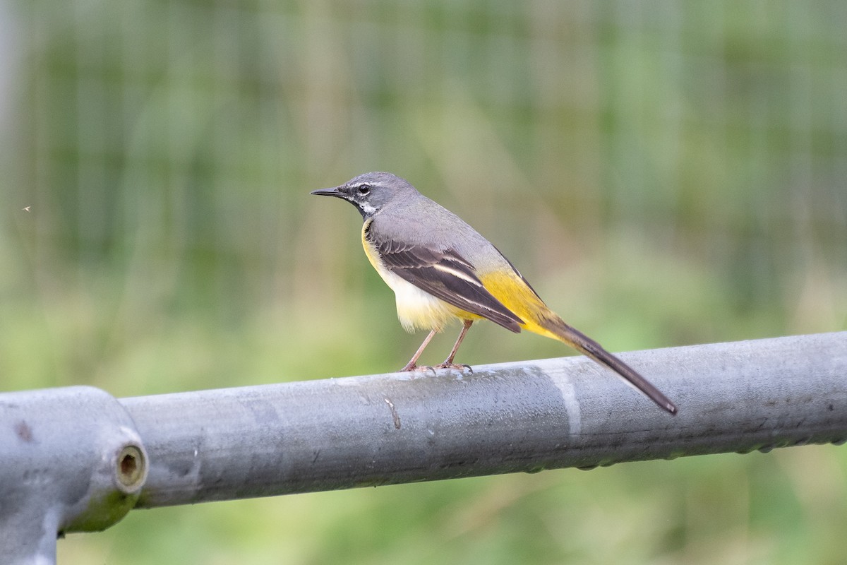 Gray Wagtail - Graham Masterson