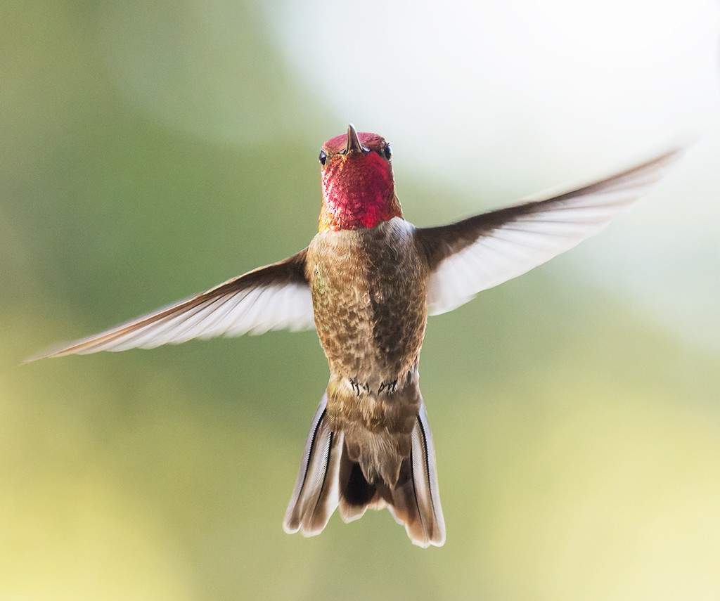 Anna's Hummingbird - manuel grosselet
