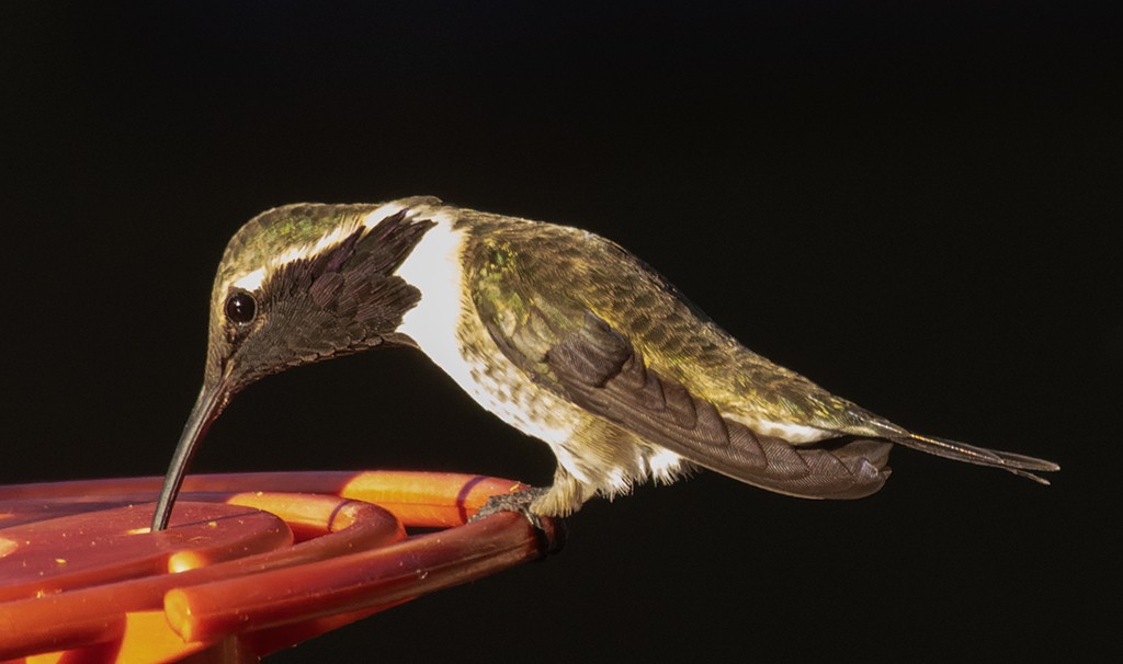 Lucifer Hummingbird - manuel grosselet