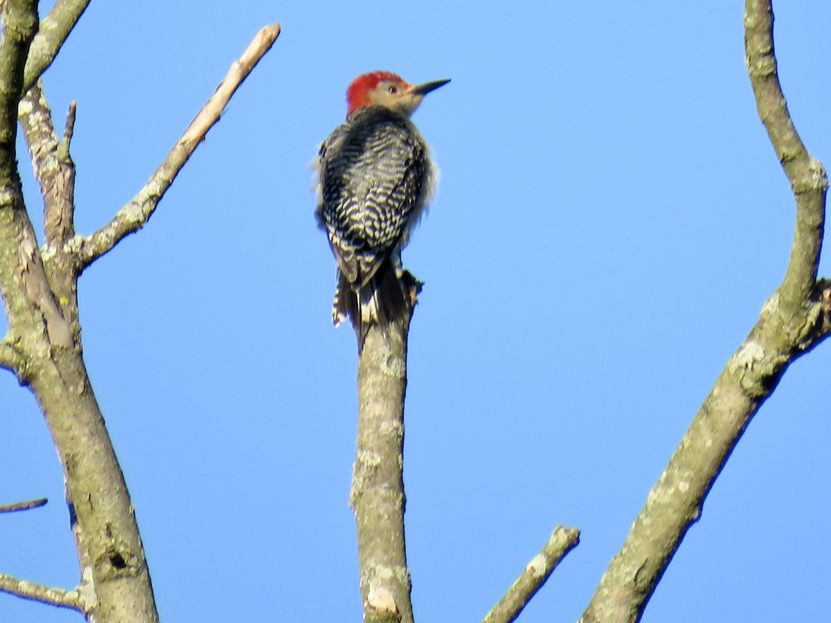 Red-bellied Woodpecker - Jean Spaans
