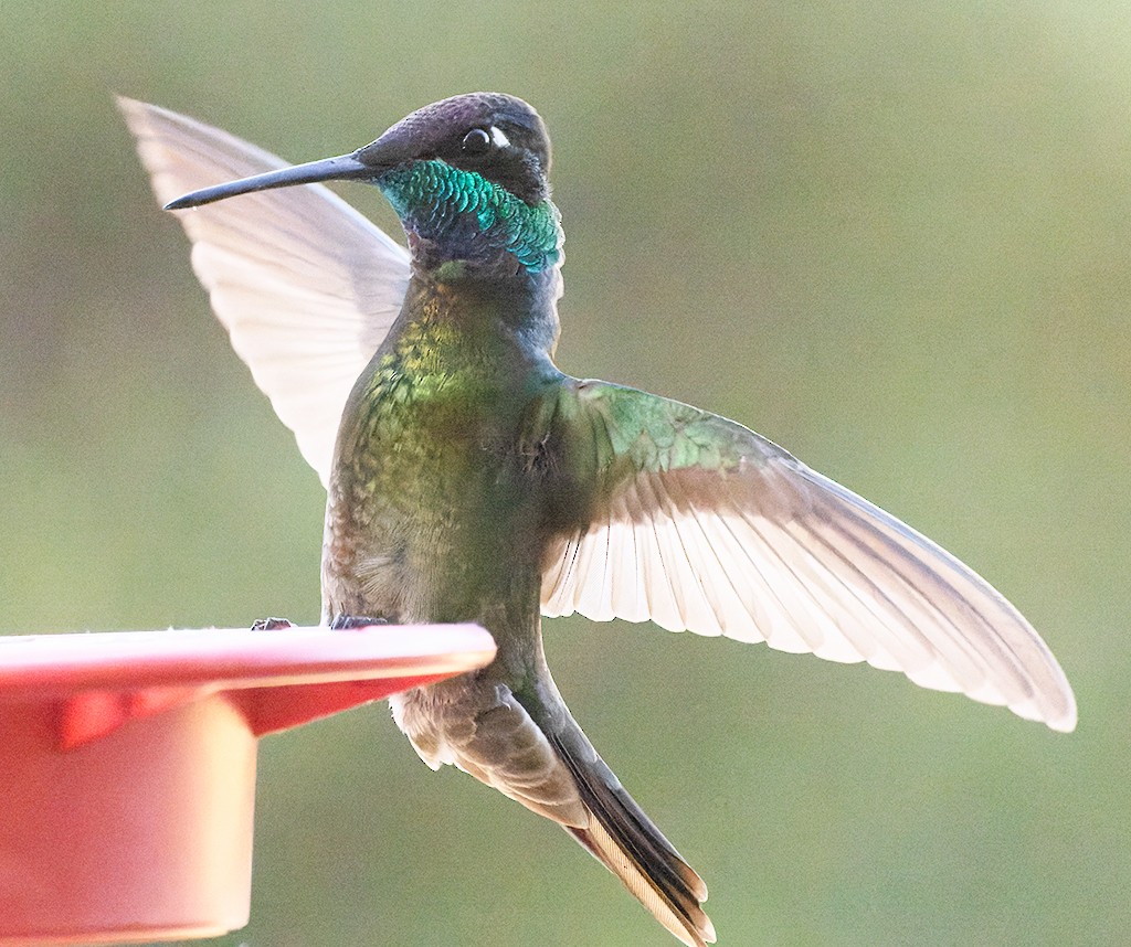 Rivoli's Hummingbird - manuel grosselet
