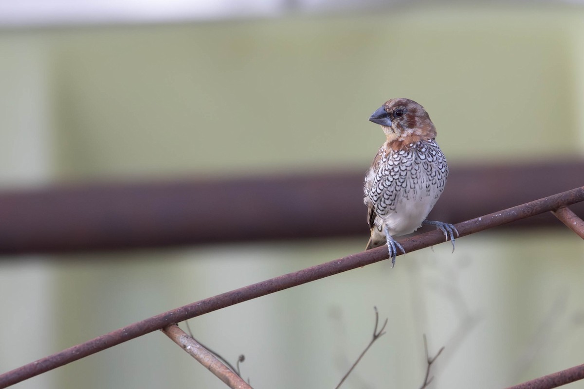 Scaly-breasted Munia (Scaled) - Andres Leon-Reyes
