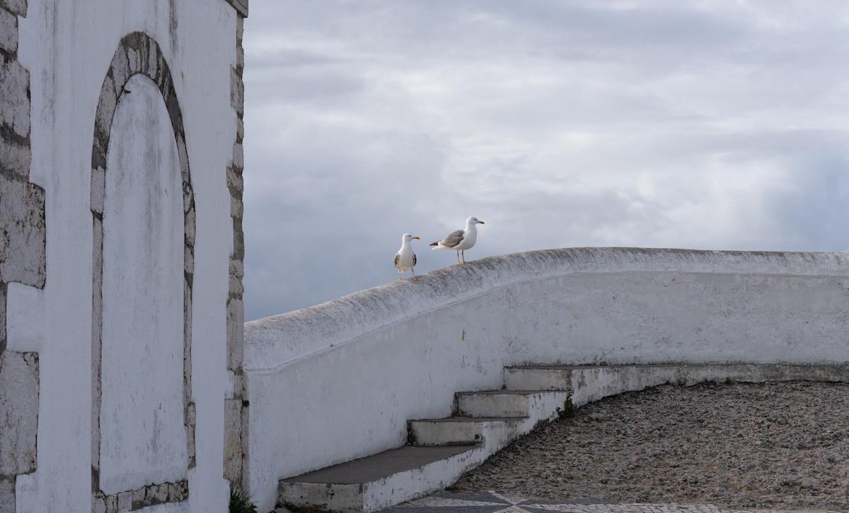 Yellow-legged Gull - ML619179116