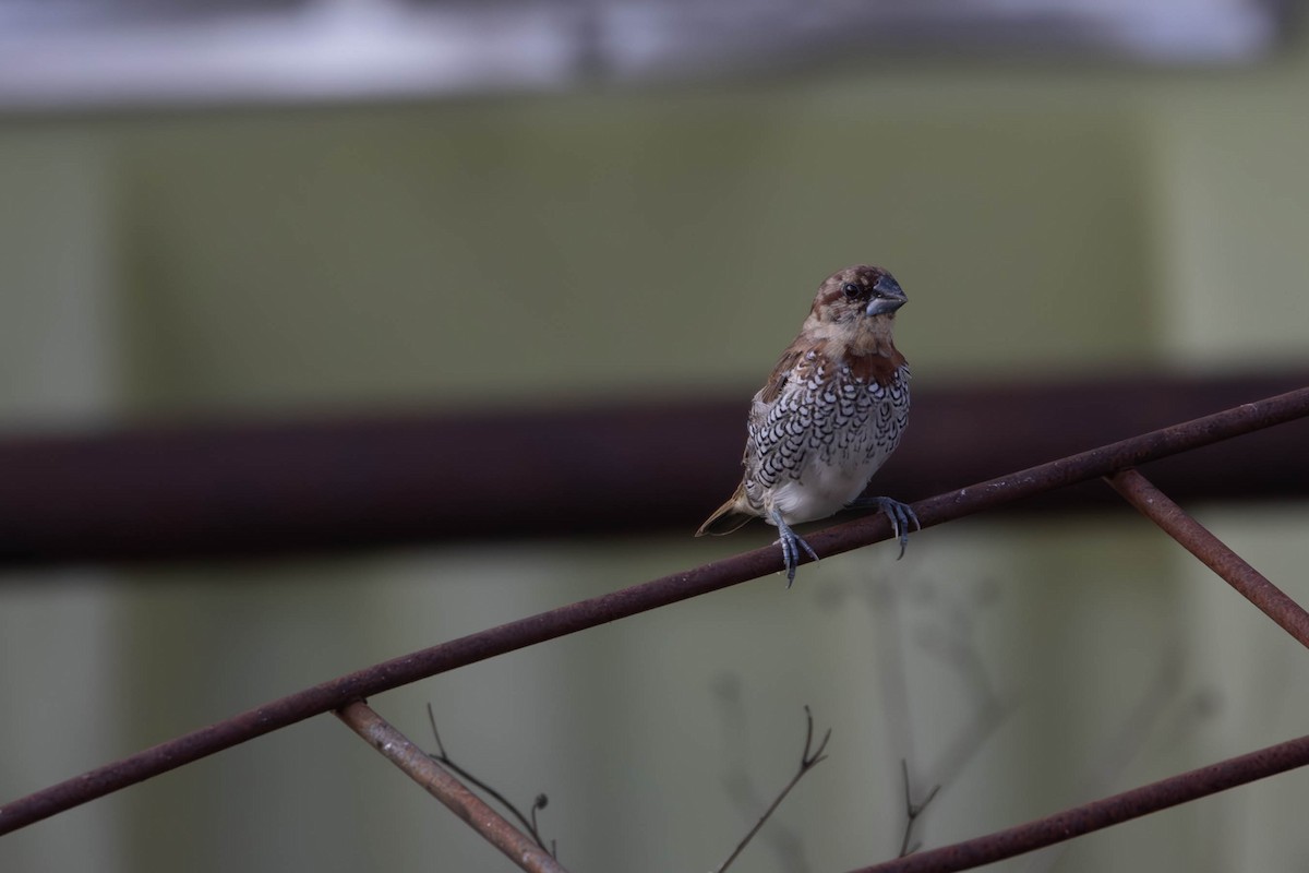 Scaly-breasted Munia (Scaled) - Andres Leon-Reyes