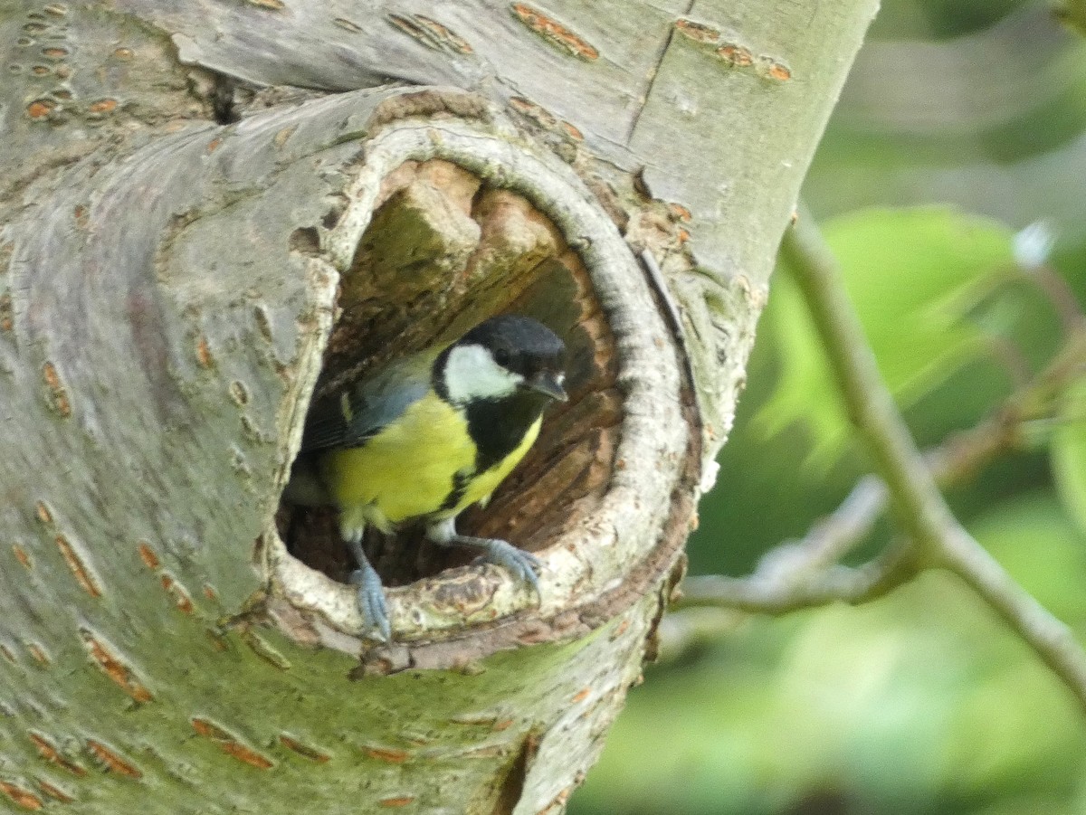 Great Tit - Peter Milinets-Raby