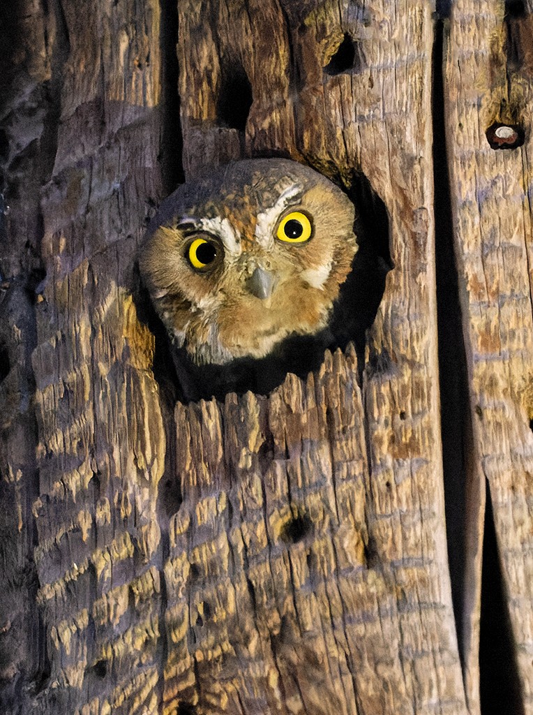 Elf Owl - manuel grosselet