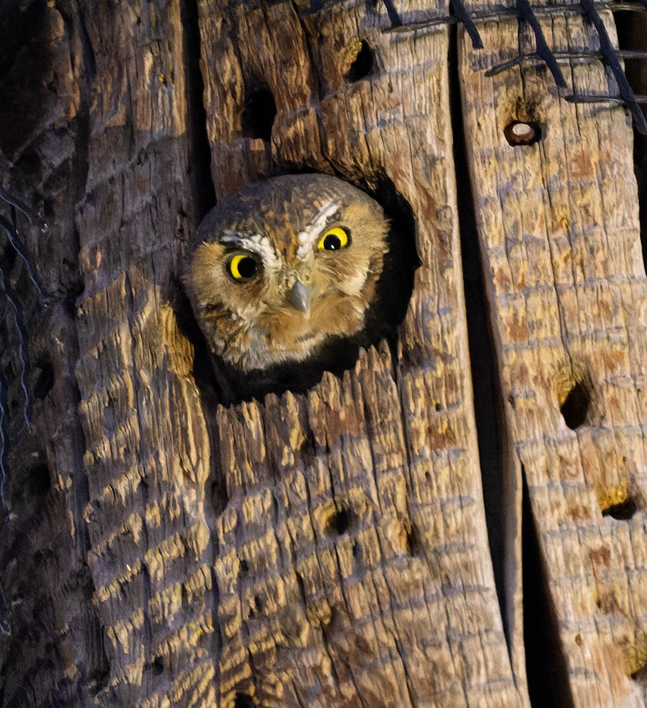 Elf Owl - manuel grosselet