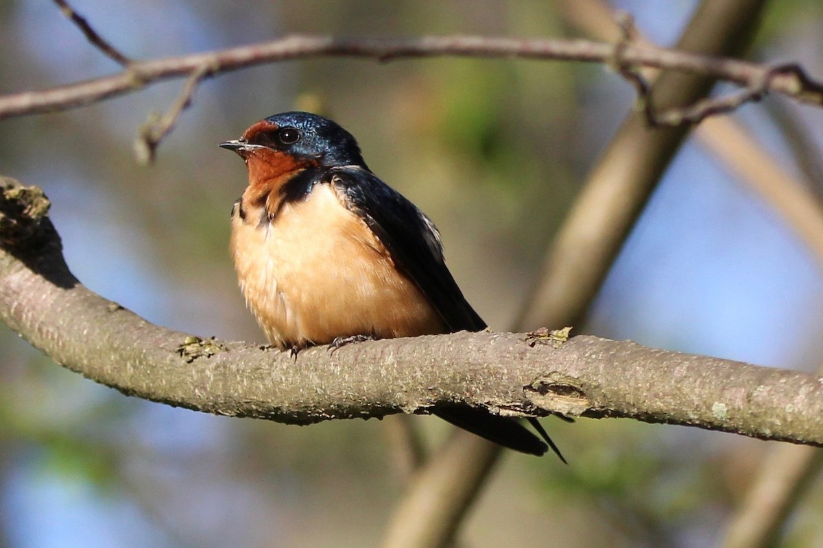 Barn Swallow - Suzanne Picard