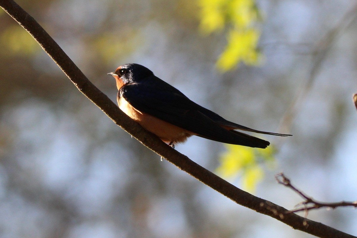 Barn Swallow - Suzanne Picard