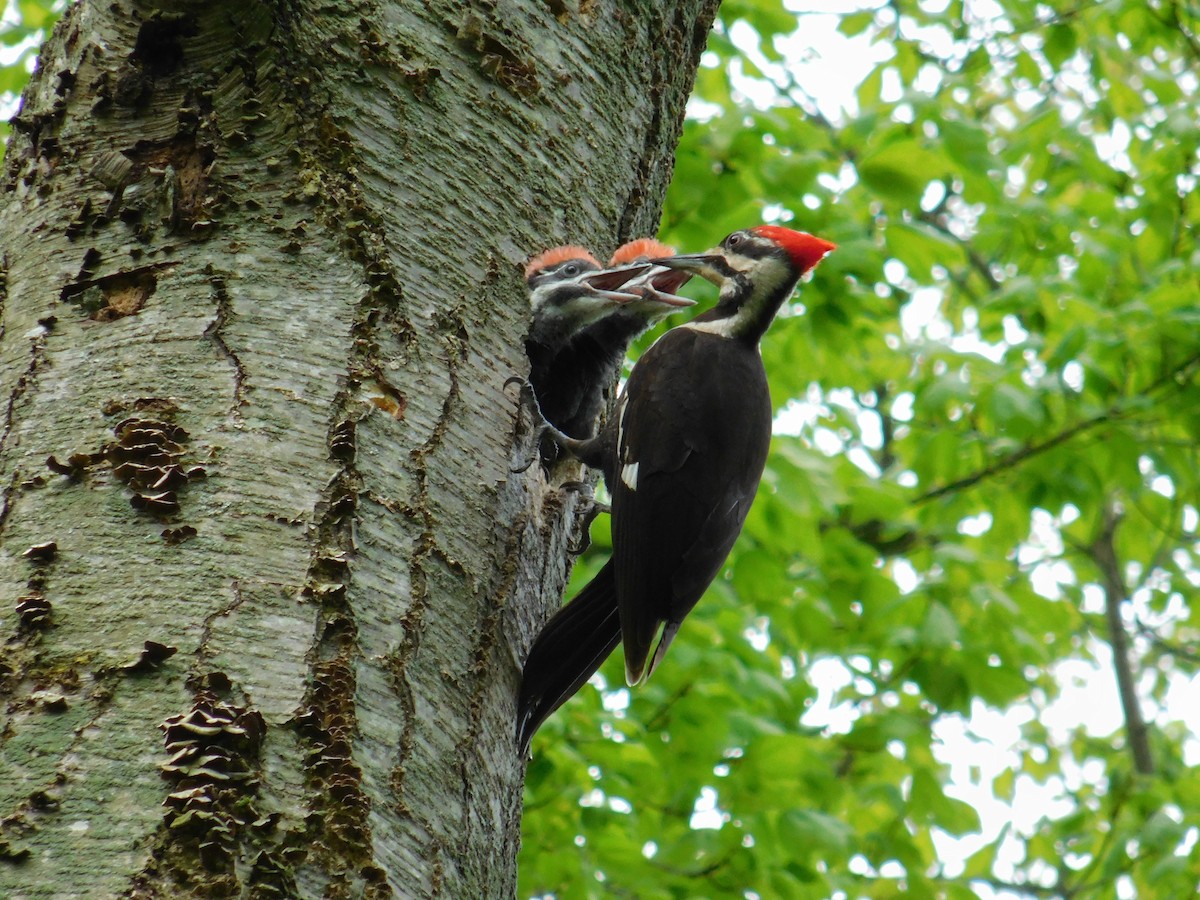 Pileated Woodpecker - Jack Jerrild