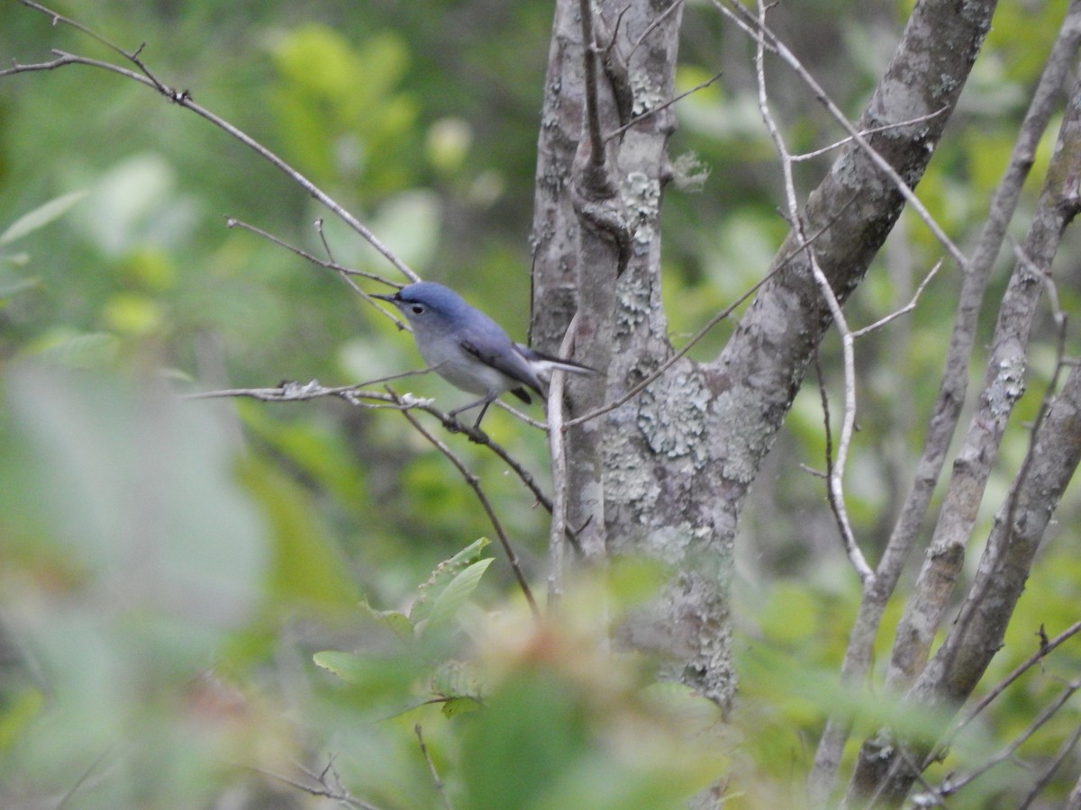 Blue-gray Gnatcatcher - ML619179193
