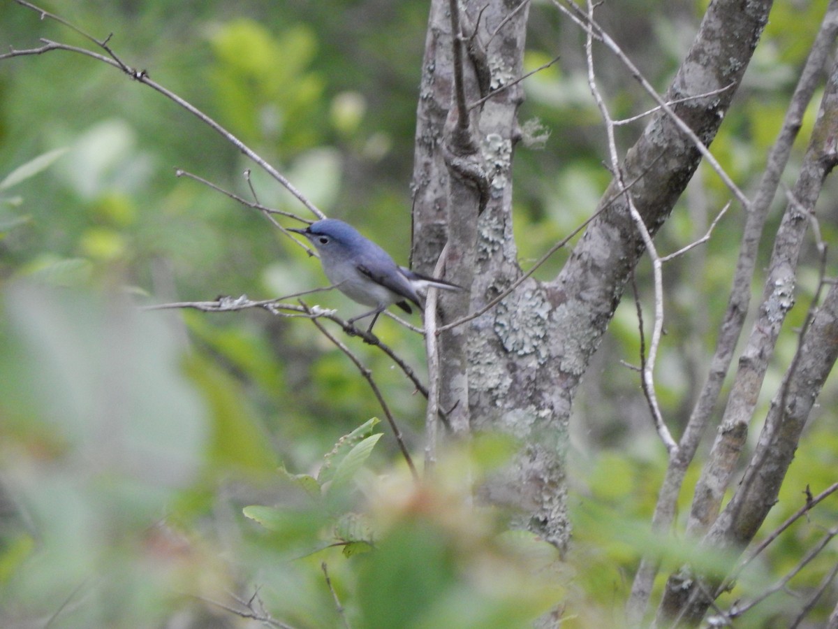 Blue-gray Gnatcatcher - Ryan Phillips