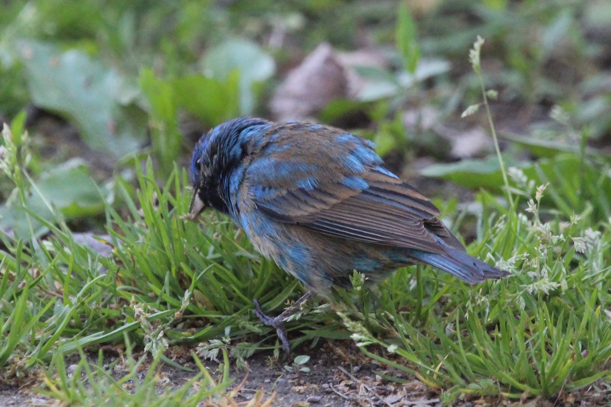 Indigo Bunting - Suzanne Picard