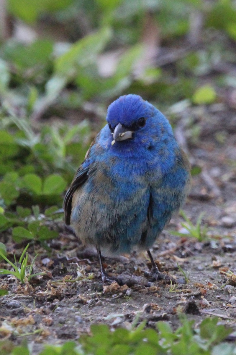 Indigo Bunting - Suzanne Picard