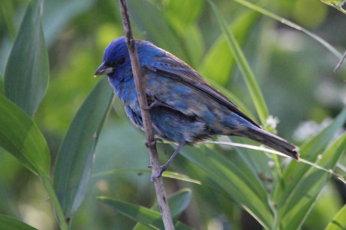 Indigo Bunting - Suzanne Picard