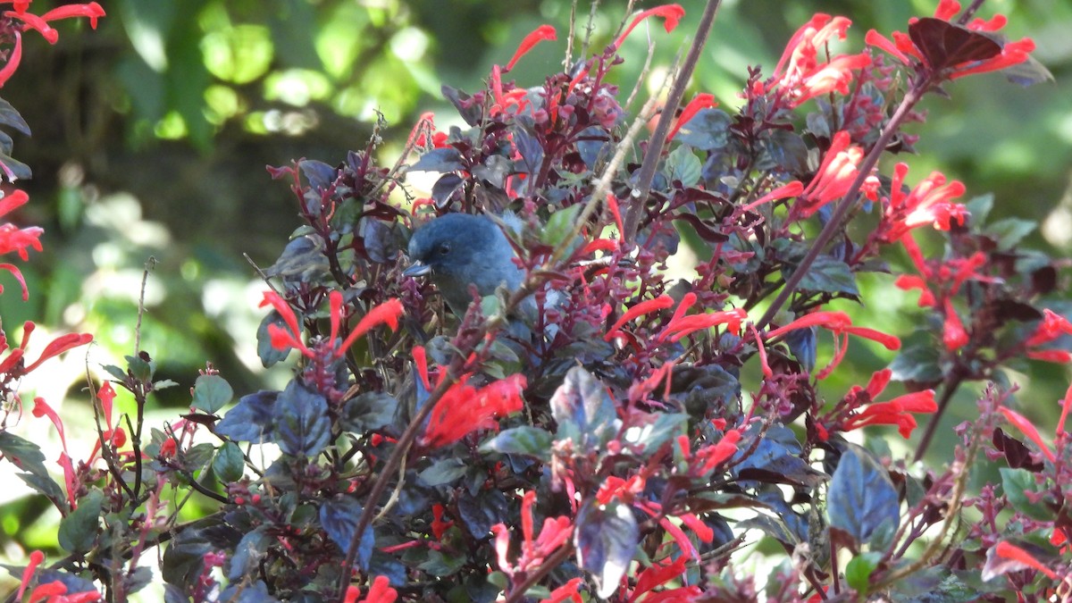 Slaty Flowerpiercer - Karen Evans