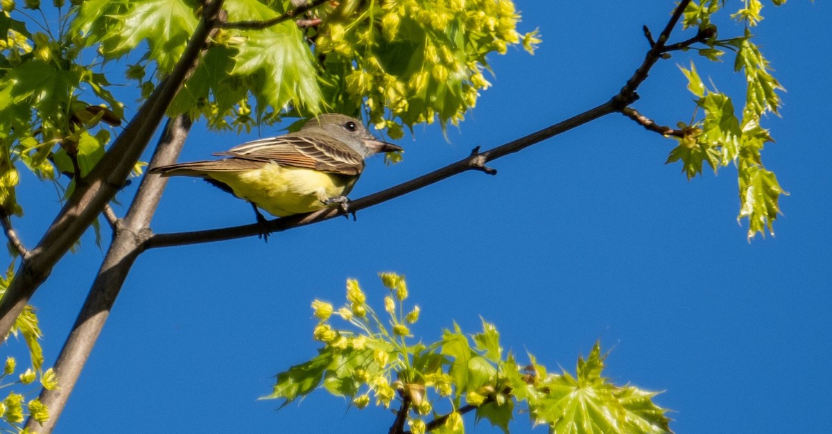 Great Crested Flycatcher - ML619179220