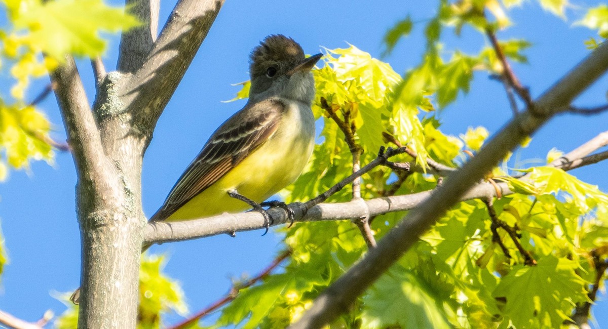Great Crested Flycatcher - ML619179221