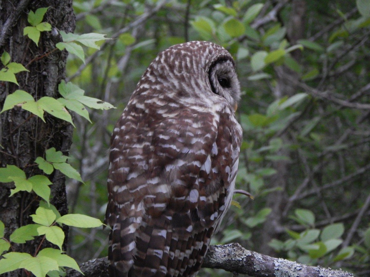 Barred Owl - ML619179222