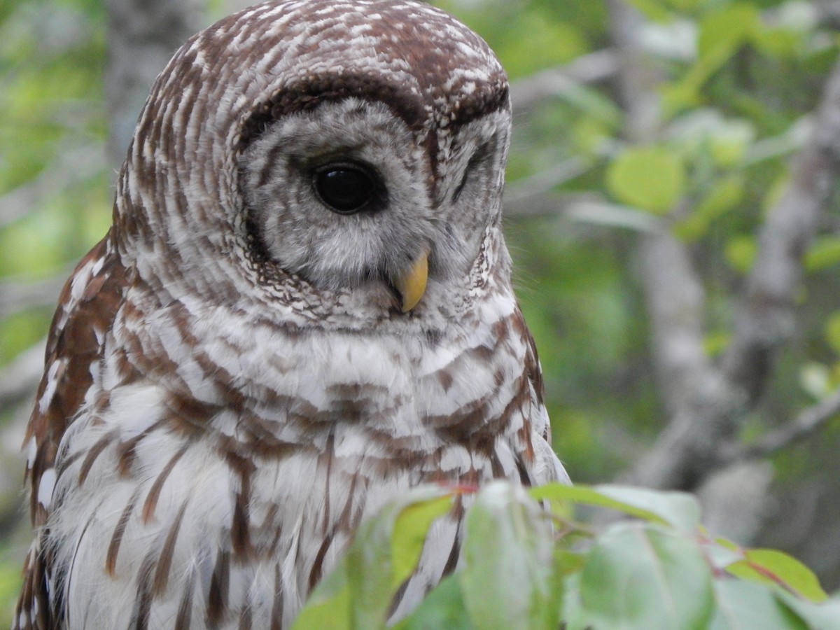 Barred Owl - ML619179223