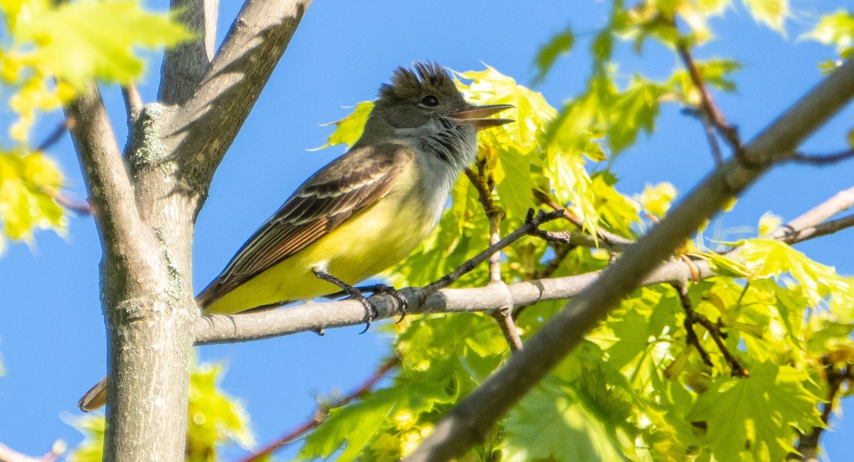 Great Crested Flycatcher - ML619179224