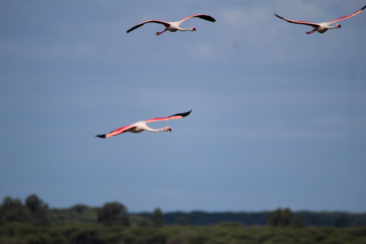 Greater Flamingo - bousquet francois