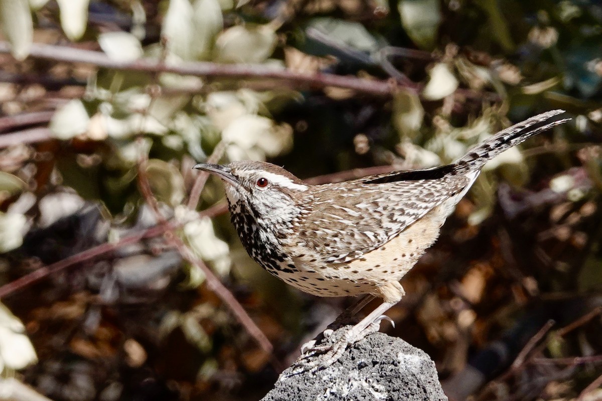 Cactus Wren - Kenna Sue Trickey