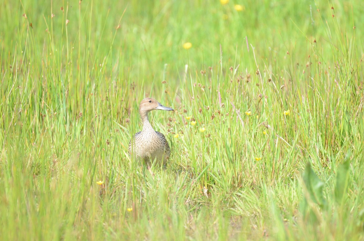 Northern Pintail - Dries De Waele