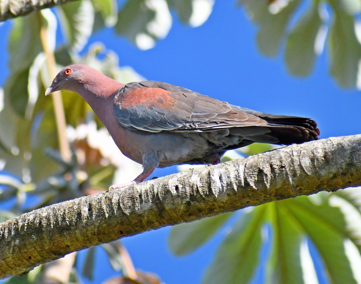 Red-billed Pigeon - Edward Clark