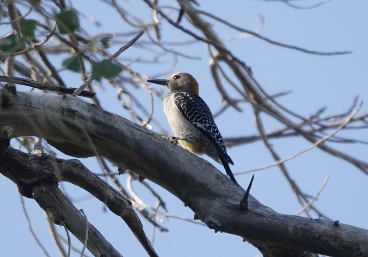 Golden-fronted Woodpecker - Mary Kimberly