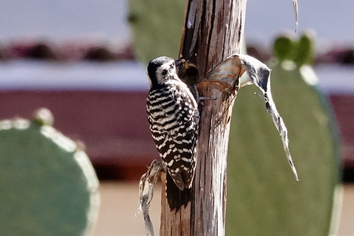 Ladder-backed Woodpecker - Kenna Sue Trickey