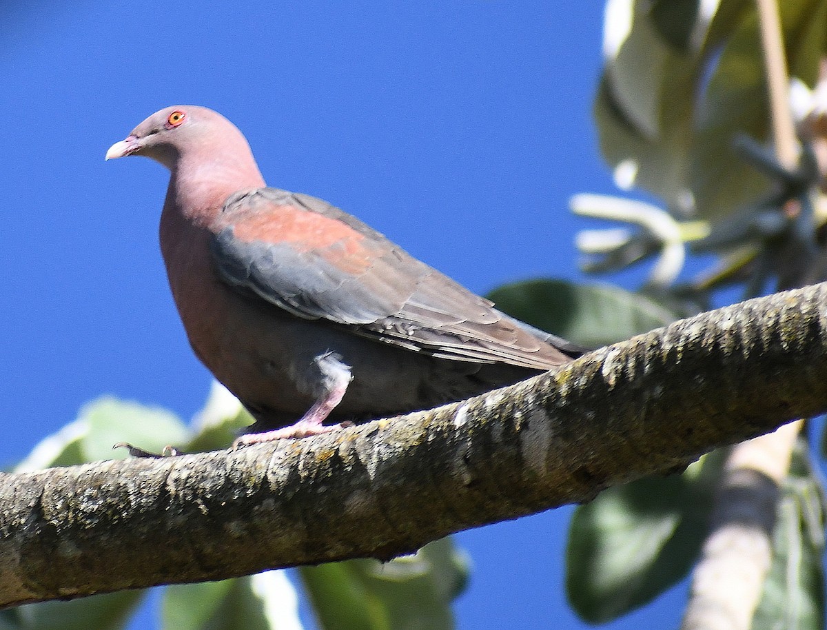 Red-billed Pigeon - Edward Clark