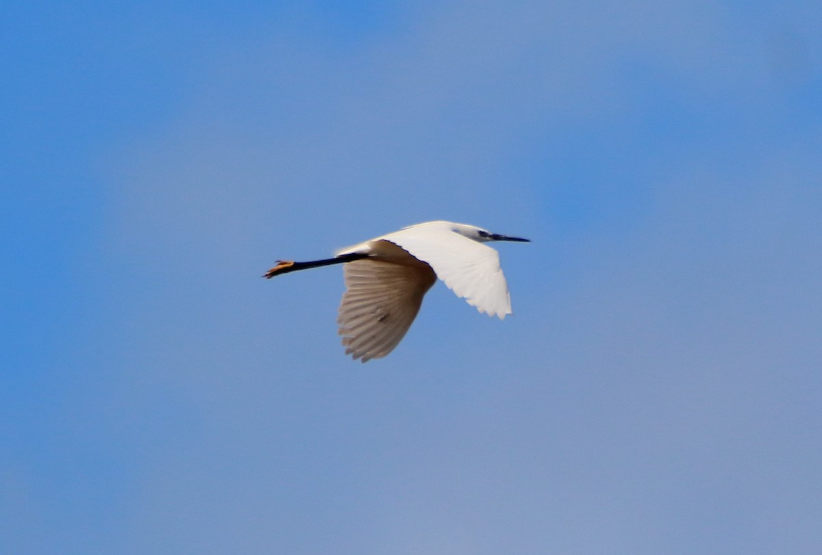Little Egret - bousquet francois