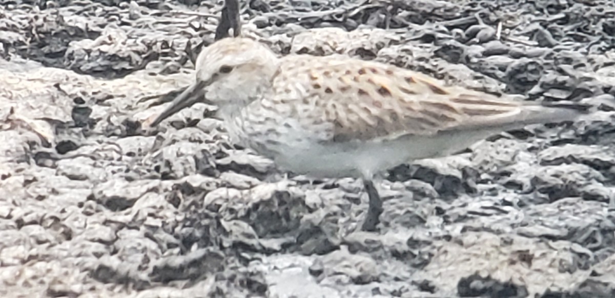 White-rumped Sandpiper - Steve Patterson