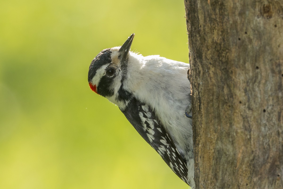 Downy Woodpecker - Ric mcarthur