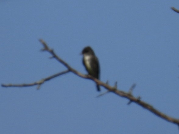 Olive-sided Flycatcher - Dorothy Thurman