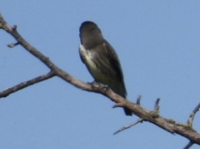 Olive-sided Flycatcher - Dorothy Thurman