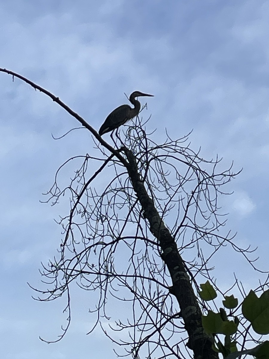 Great Blue Heron - Emily Read