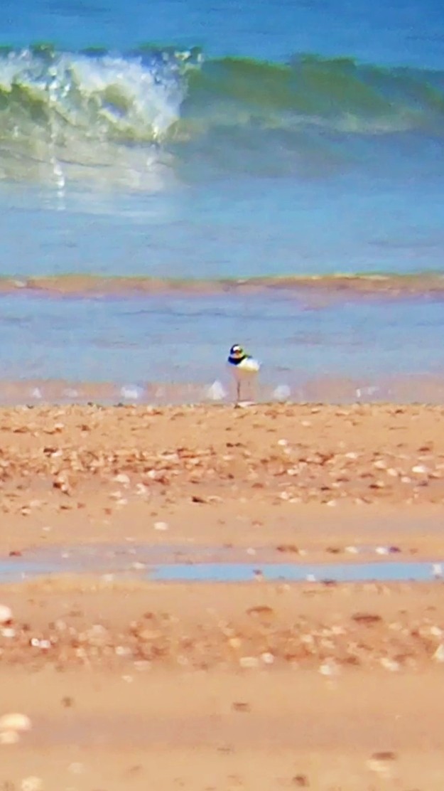 Common Ringed Plover - Laurent Pascual-Le Tallec