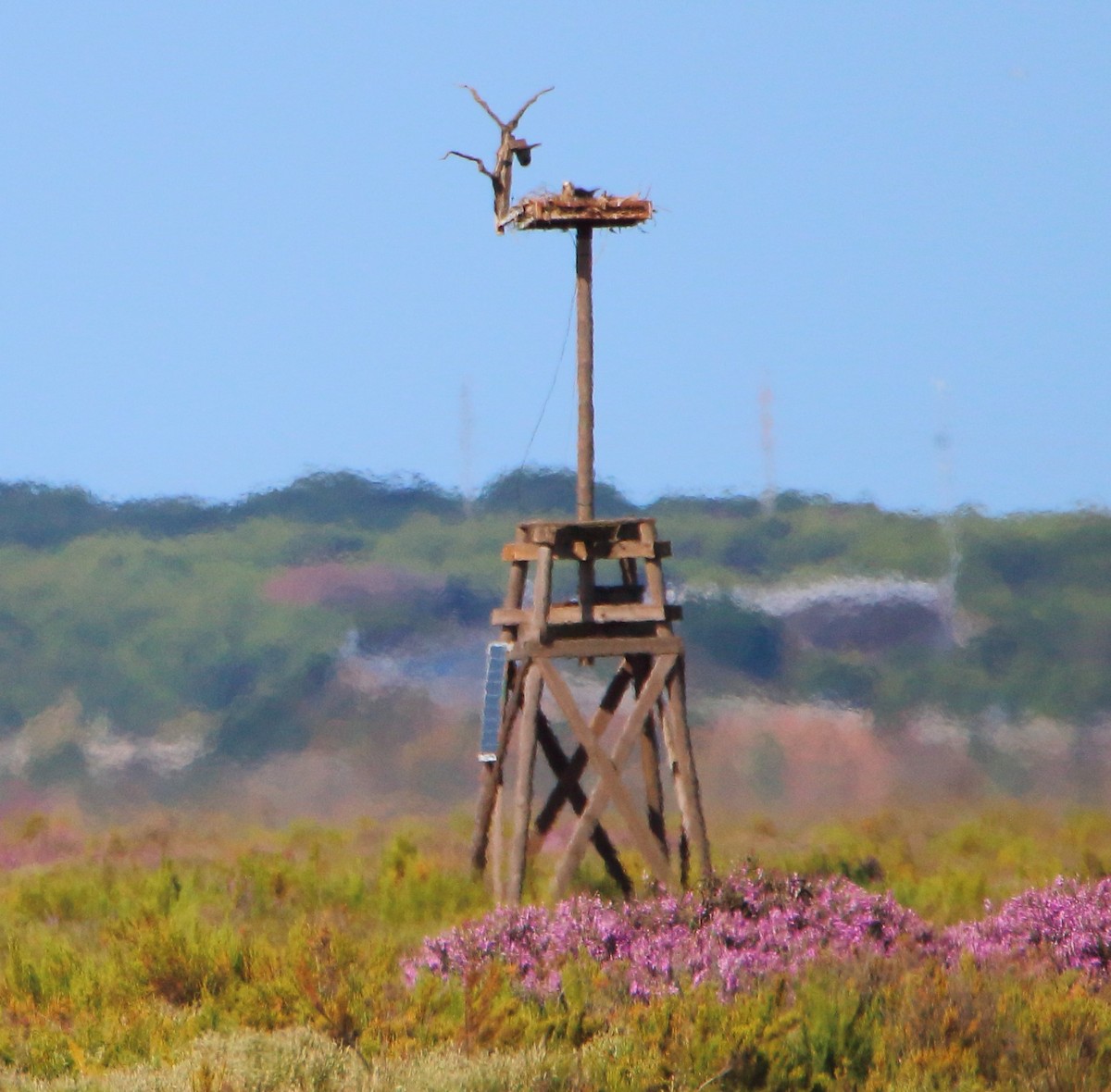 Osprey - bousquet francois