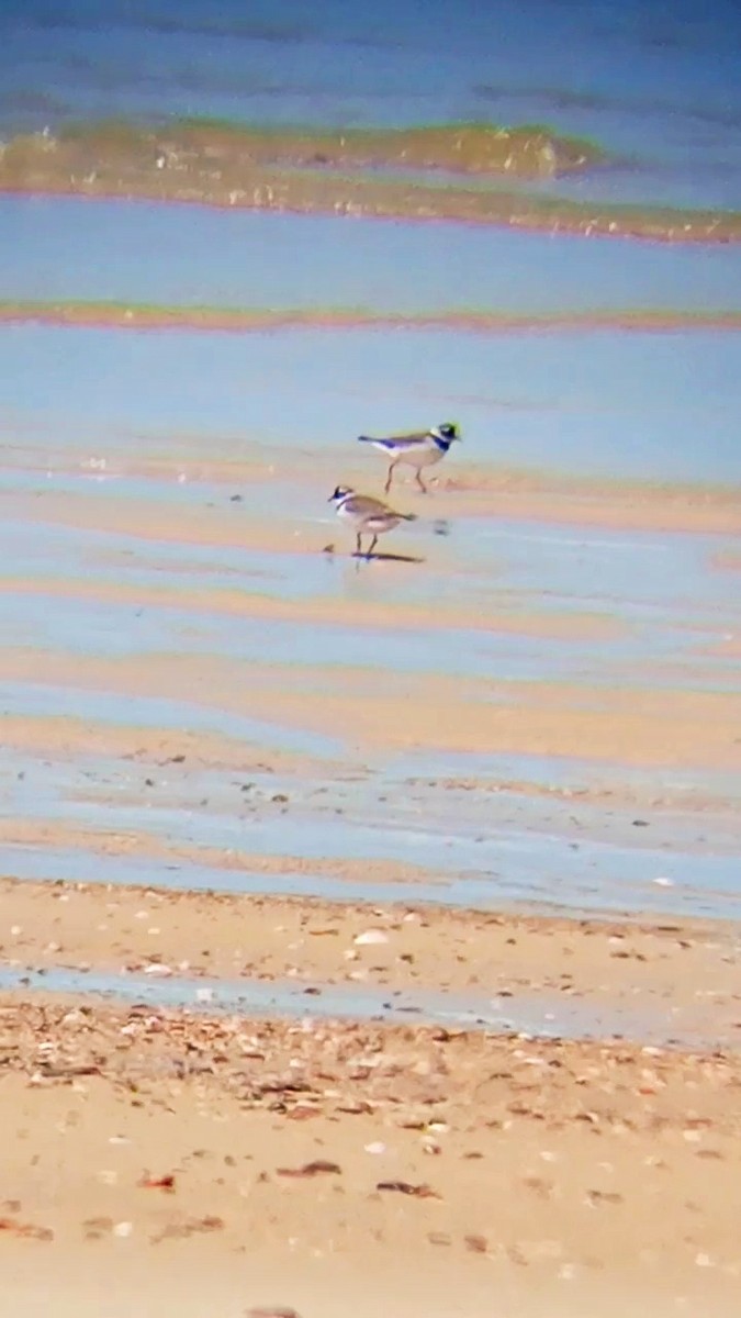 Common Ringed Plover - Laurent Pascual-Le Tallec