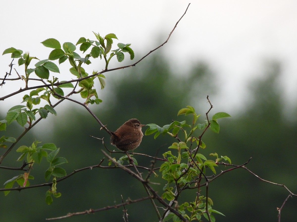 Eurasian Wren - Haydee Huwel