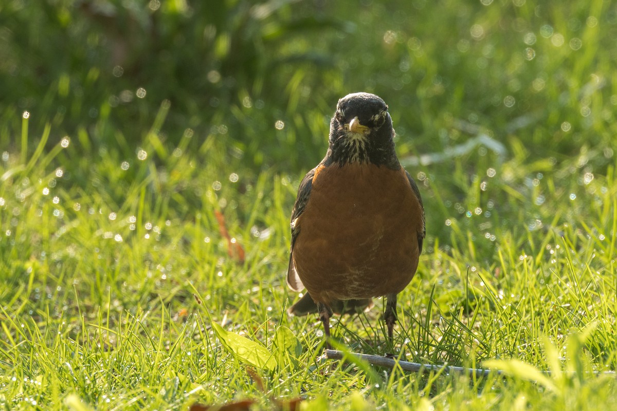 American Robin - Ric mcarthur