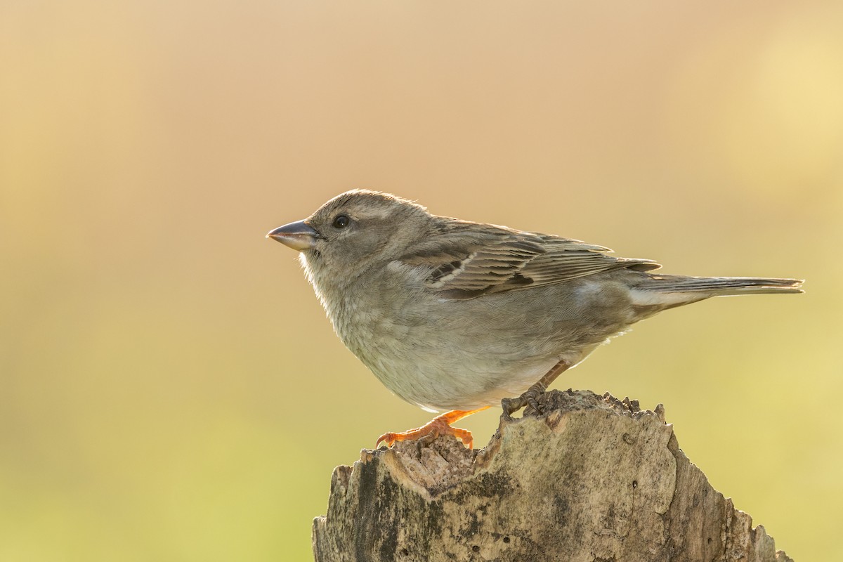 House Sparrow - Ric mcarthur