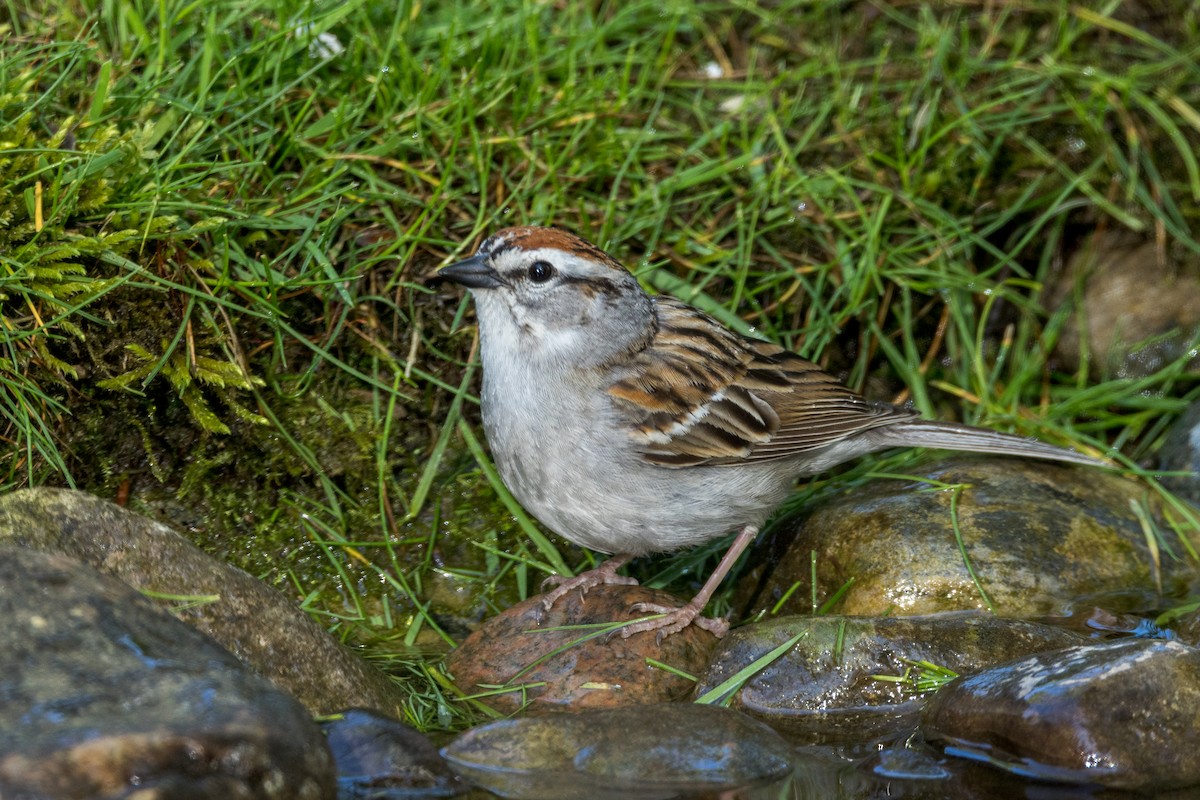 Chipping Sparrow - Ric mcarthur